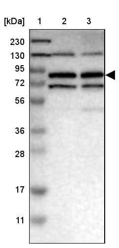 Western Blot MTMR1 Antibody - BSA Free