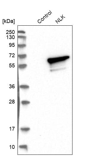 Analysis in control (vector only transfected HEK293T lysate) and NLK over-expression lysate (Co-expressed with a C-terminal myc-DDK tag (~3.1 kDa) in mammalian HEK293T cells).