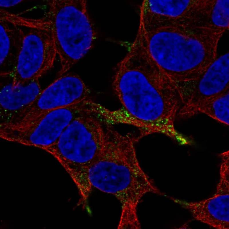Immunocytochemistry/ Immunofluorescence Chromogranin A Antibody - BSA Free