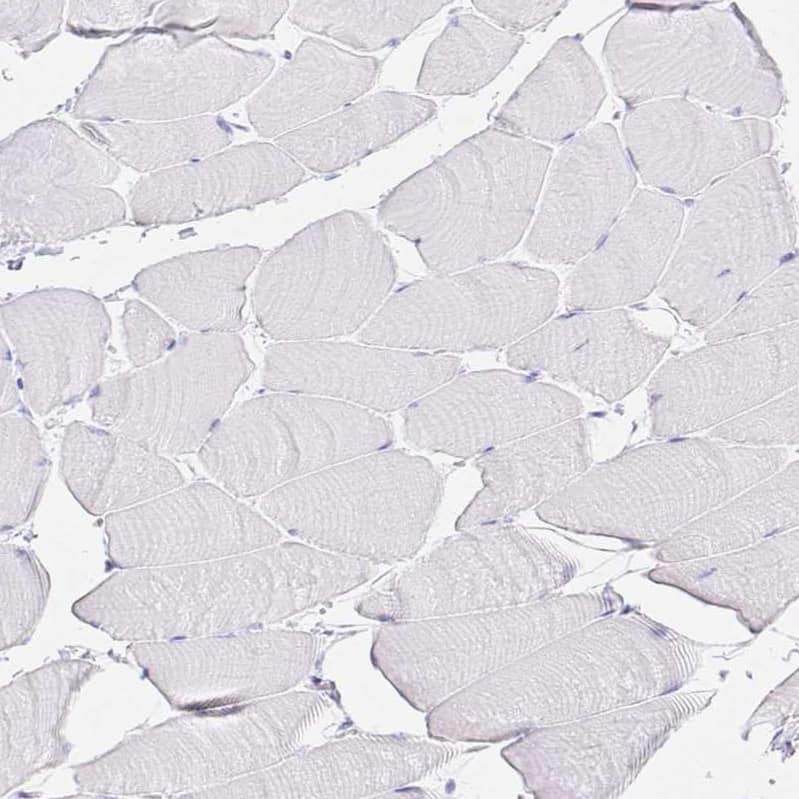 Immunohistochemistry-Paraffin GP2 Antibody - BSA Free