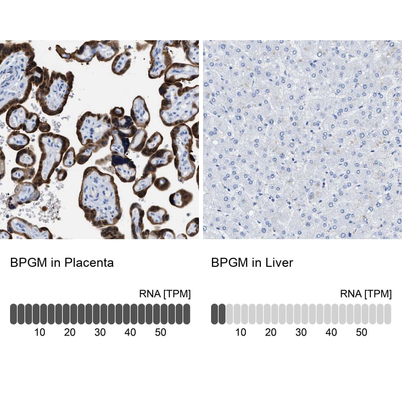 Immunohistochemistry-Paraffin BPGM Antibody - BSA Free