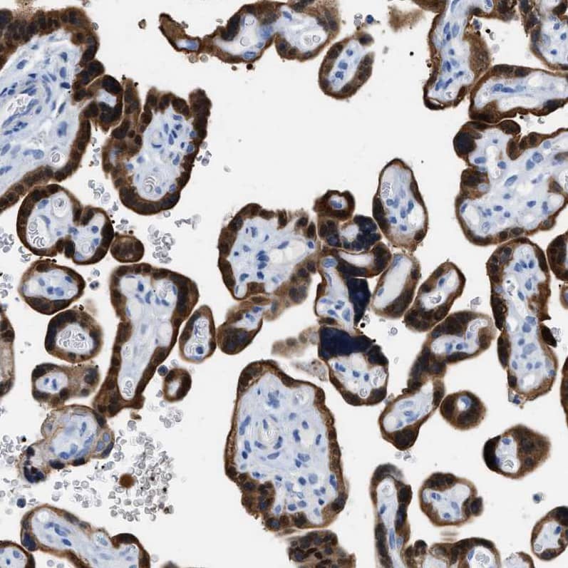 Staining of human placenta shows strong cytoplasmic positivity in trophoblastic cells.