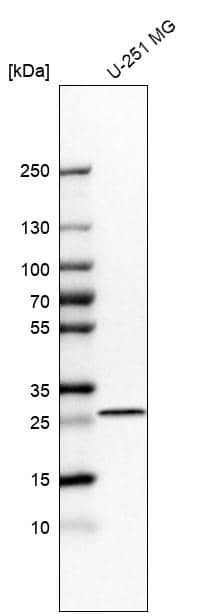 Analysis in human cell line U-251 MG.