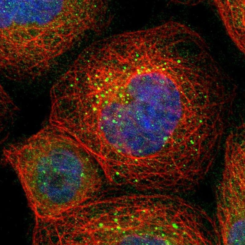 Immunocytochemistry/ Immunofluorescence BAG5 Antibody - BSA Free