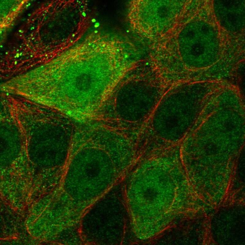 Staining of human cell line MCF7 shows localization to nucleoplasm & cytosol.