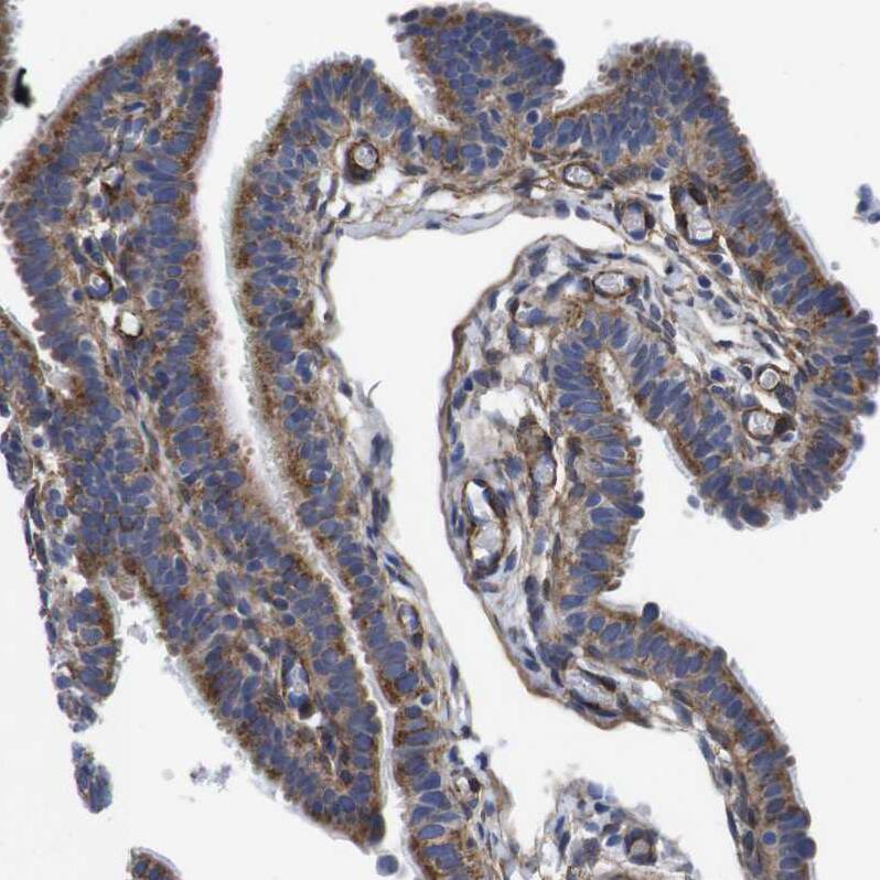 Staining of human fallopian tube shows moderate cytoplasmic positivity in glandular cells.