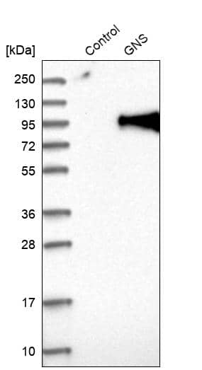 Analysis in control (vector only transfected HEK293T lysate) and GNS over-expression lysate (Co-expressed with a C-terminal myc-DDK tag (~3.1 kDa) in mammalian HEK293T cells).