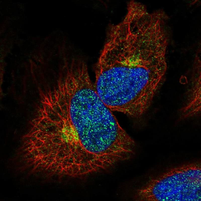 Immunocytochemistry/ Immunofluorescence MPPE1 Antibody - BSA Free