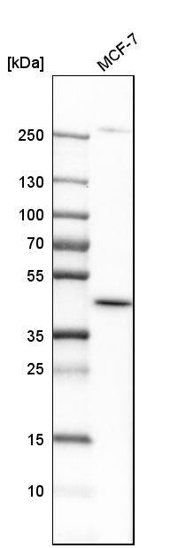 Analysis in human cell line MCF-7.