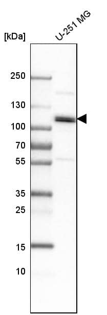 Analysis in human cell line U-251 MG.