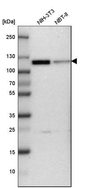 Analysis in mouse cell line NIH-3T3 and rat cell line NBT-II.