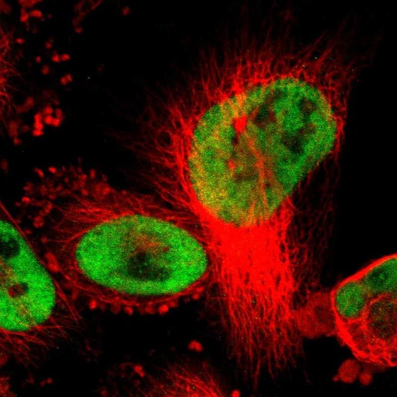 Staining of human cell line U-251 MG shows localization to nucleoplasm.