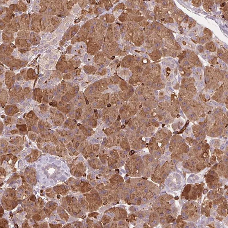 Staining of human pancreas shows strong cytoplasmic positivity in exocrine glandular cells.