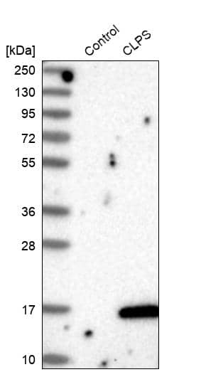 Analysis in control (vector only transfected HEK293T lysate) and CLPS over-expression lysate (Co-expressed with a C-terminal myc-DDK tag (~3.1 kDa) in mammalian HEK293T cells).