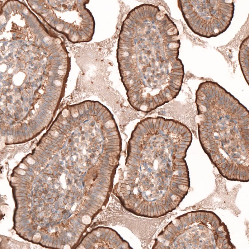 Staining of human small intestine shows moderate to strong membranous positivity in glandular cells.