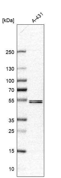 Analysis in human cell line A-431.