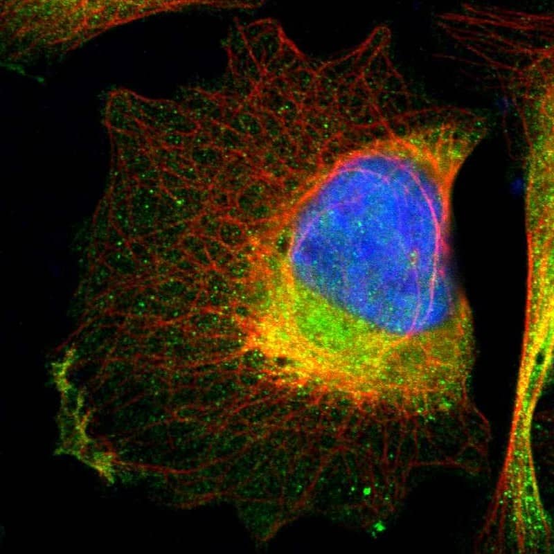 Immunocytochemistry/ Immunofluorescence Integrin alpha 7 Antibody - BSA Free
