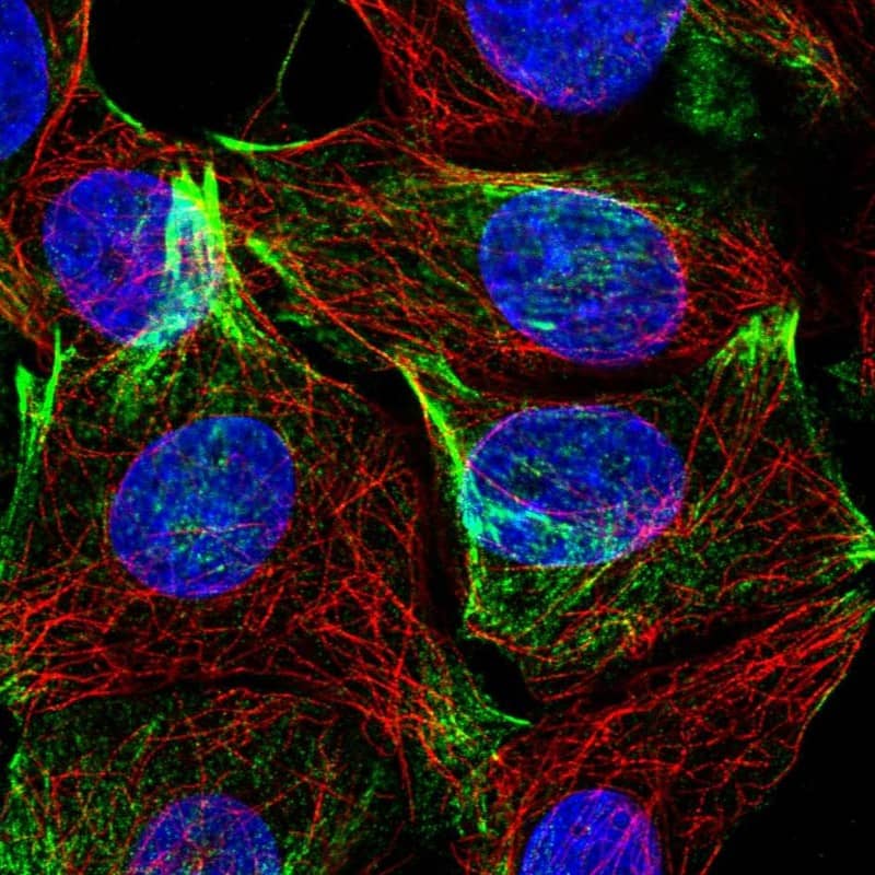 Staining of human cell line MCF7 shows localization to actin filaments.