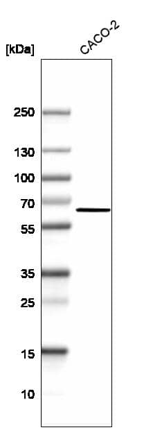 Analysis in human cell line CACO-2.