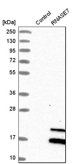 Analysis in control (vector only transfected HEK293T lysate) and rNASE7 over-expression lysate (Co-expressed with a C-terminal myc-DDK tag (~3.1 kDa) in mammalian HEK293T cells).