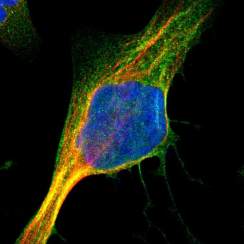 Staining of human cell line U-2 OS shows localization to plasma membrane & cytosol.