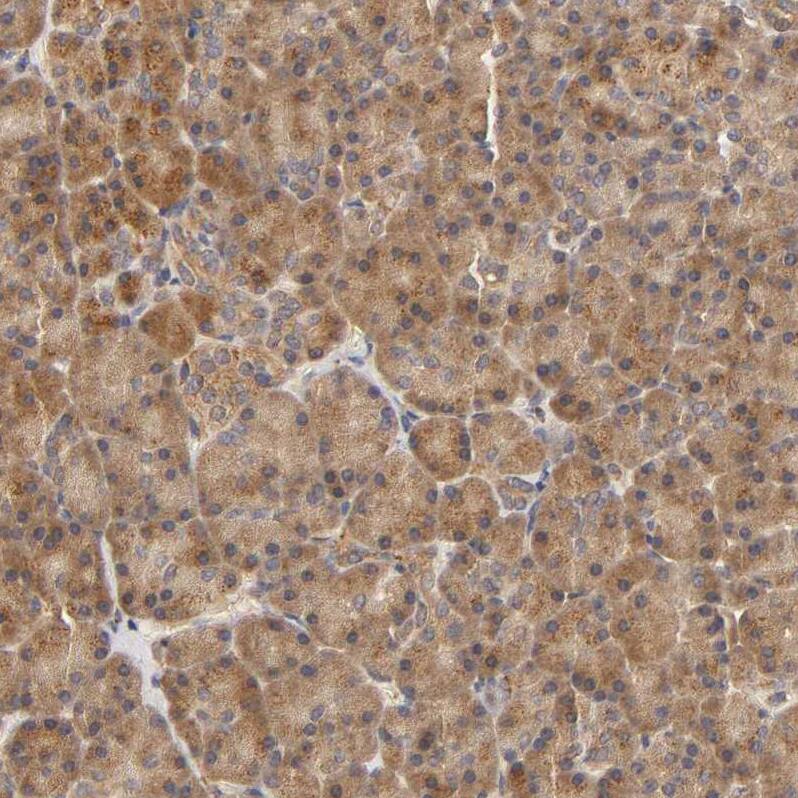 Staining of human pancreas shows moderate cytoplasmic positivity in exocrine glandular cells.