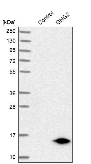Western Blot GNG2 Antibody - BSA Free