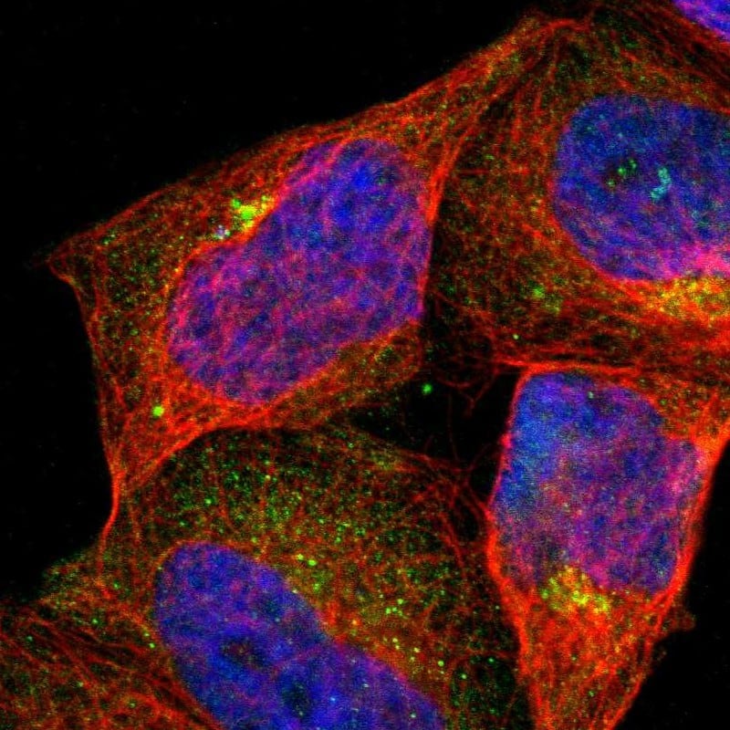 Immunocytochemistry/ Immunofluorescence ASB7 Antibody - BSA Free