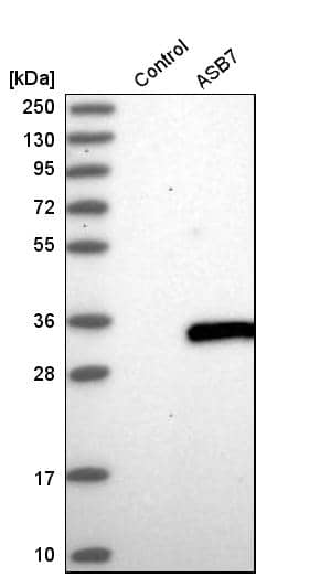 Analysis in control (vector only transfected HEK293T lysate) and aSB7 over-expression lysate (Co-expressed with a C-terminal myc-DDK tag (~3.1 kDa) in mammalian HEK293T cells).