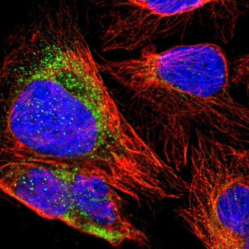 Staining of human cell line U-2 OS shows localization to microtubules & vesicles.
