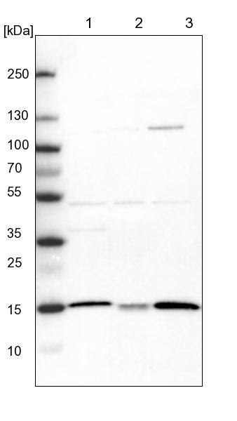 Western Blot ATP5D Antibody - BSA Free