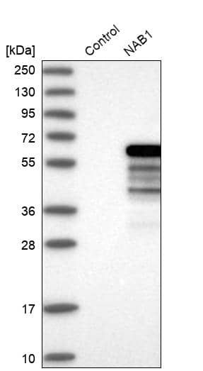 Analysis in control (vector only transfected HEK293T lysate) and NAB1 over-expression lysate (Co-expressed with a C-terminal myc-DDK tag (~3.1 kDa) in mammalian HEK293T cells).