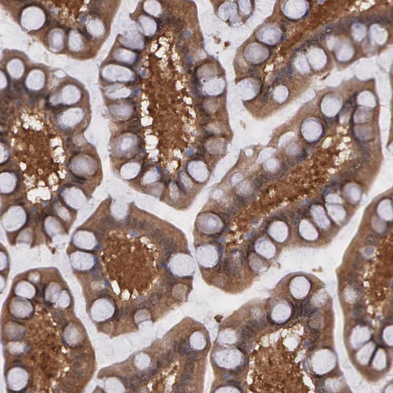 Staining of human small intestine shows moderate cytoplasmic positivity in glandular cells.