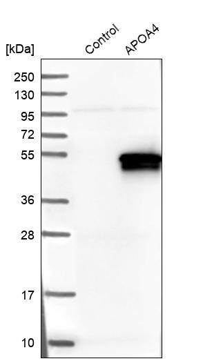Analysis in control (vector only transfected HEK293T lysate) and APOA4 over-expression lysate (Co-expressed with a C-terminal myc-DDK tag (~3.1 kDa) in mammalian HEK293T cells).
