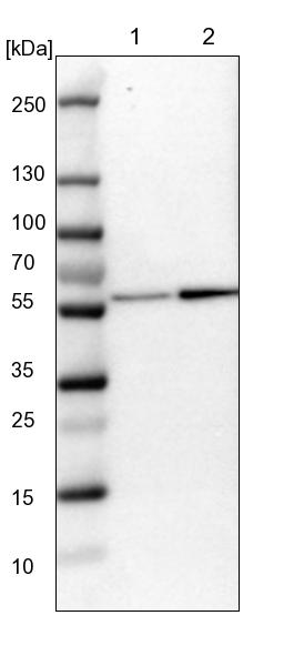 Lane 1: NIH-3T3 cell lysate (Mouse embryonic fibroblast cells)Lane 2: NBT-II cell lysate (Rat Wistar bladder tumour cells)
