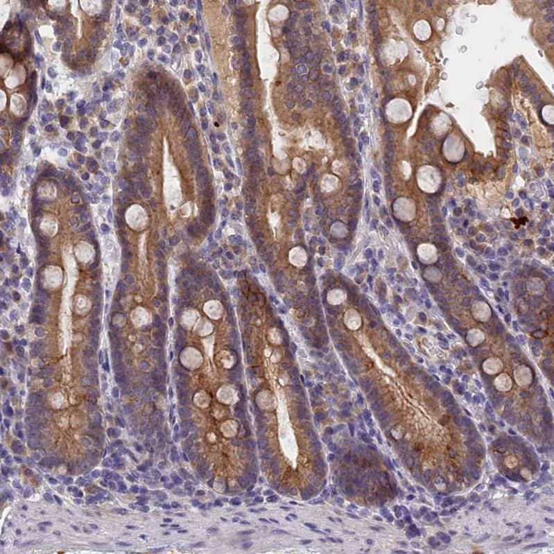 Staining of human duodenum shows strong cytoplasmic positivity in glandular cells.