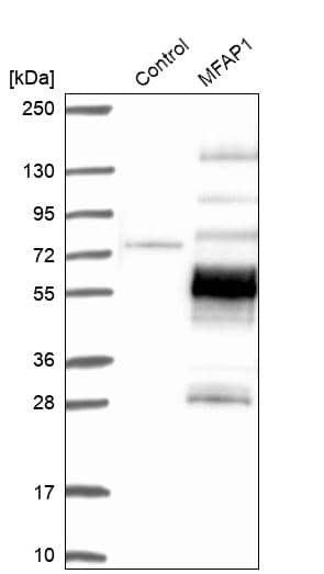 Analysis in control (vector only transfected HEK293T lysate) and MFAP1 over-expression lysate (Co-expressed with a C-terminal myc-DDK tag (~3.1 kDa) in mammalian HEK293T cells).