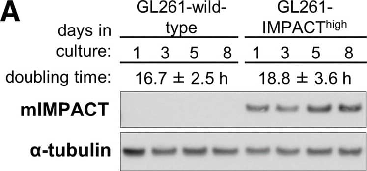 IMPACT overexpression confers GL261 glioma cells increased survival during tryptophan deprivation. a) Western blotting with indicated antibodies on GL261-wild-type and GL261-IMPACThigh lines cultured in standard media containing 50 μM tryptophan over a period of 8 days. Doubling time is shown as a mean +/- SD. b) Fluorescence microscopy images (20x objective) of GL261-wild-type and GL261-IMPACThigh lines stained with fluorescein diacetate and propidium iodide after five days of culture in media containing tryptophan concentrations ranging from 2.5 μM to 50 μM. c) Metabolic activity of GL261-wild-type and GL261-IMPACThigh lines determined using the MTT assay. Bar heights and whiskers represent a mean +/- SD of four replicates. Statistical significance was determined using Student’s t-test in Graphpad Prism v7.03. ***P  0.25 Image collected and cropped by CiteAb from the following open publication (//pubmed.ncbi.nlm.nih.gov/30466445), licensed under a CC-BY license. Not internally tested by Novus Biologicals.