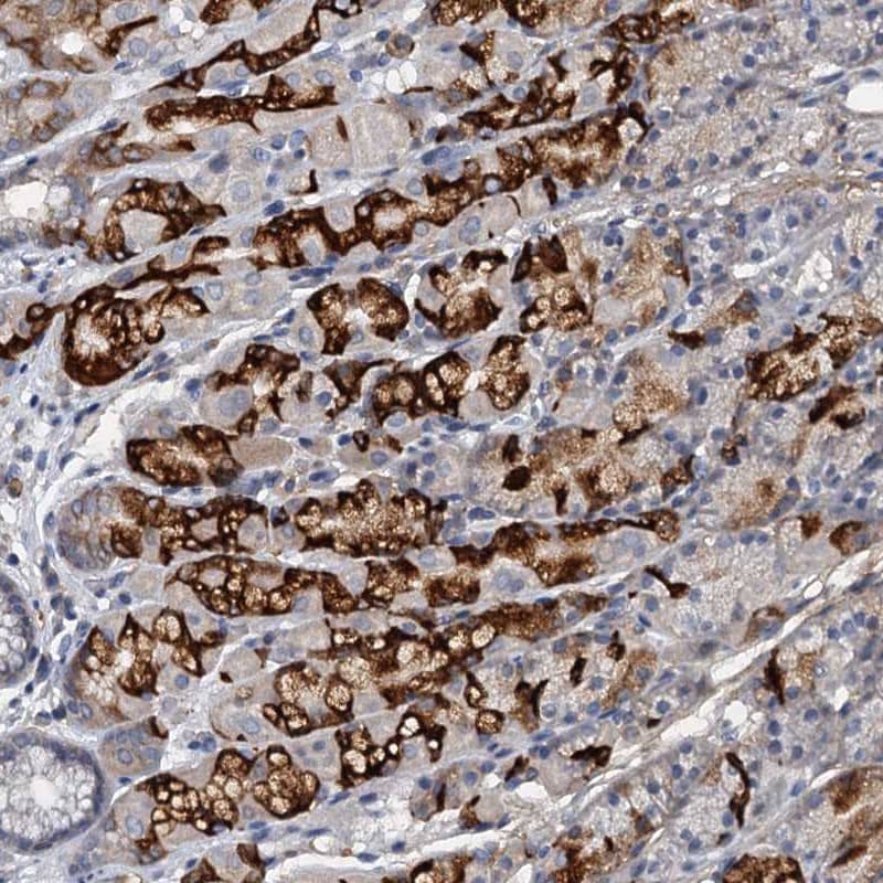 Staining of human stomach shows strong cytoplasmic positivity in glandular cells.