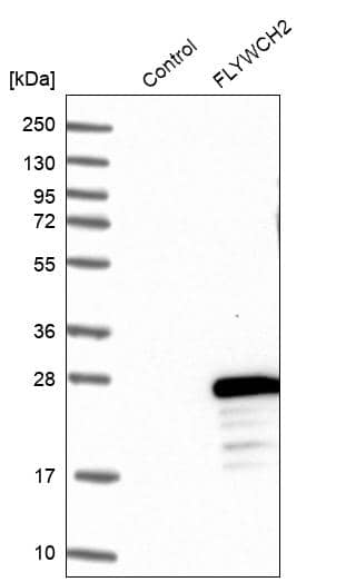 Analysis in control (vector only transfected HEK293T lysate) and FLYWCH2 over-expression lysate (Co-expressed with a C-terminal myc-DDK tag (~3.1 kDa) in mammalian HEK293T cells).