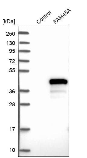 Analysis in control (vector only transfected HEK293T lysate) and FAM45A over-expression lysate (Co-expressed with a C-terminal myc-DDK tag (~3.1 kDa) in mammalian HEK293T cells).