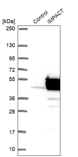 Analysis in control (vector only transfected HEK293T lysate) and IMPACT over-expression lysate (Co-expressed with a C-terminal myc-DDK tag (~3.1 kDa) in mammalian HEK293T cells).