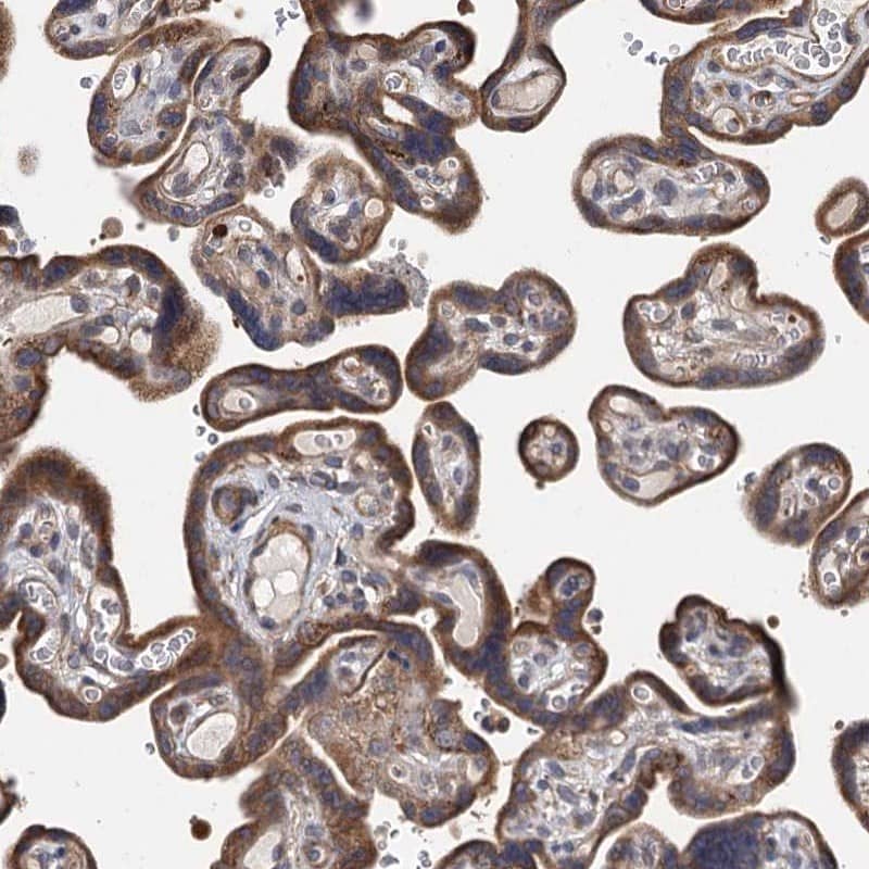 Staining of human placenta shows strong cytoplasmic positivity in trophoblastic cells.