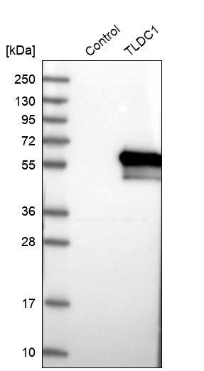Western Blot TLDC1 Antibody - BSA Free