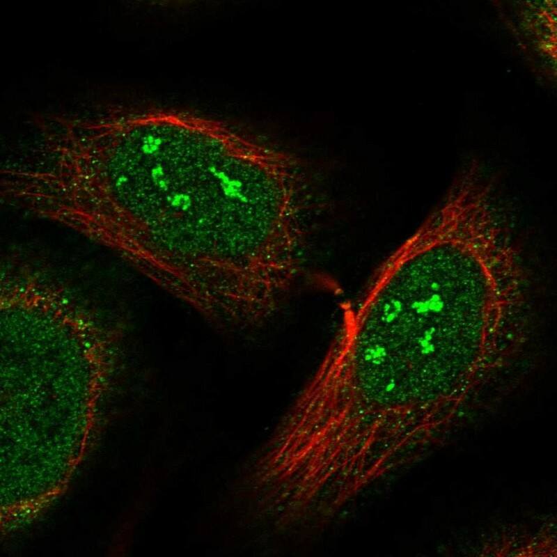 Staining of human cell line U-2 OS shows localization to nucleoli fibrillar center.