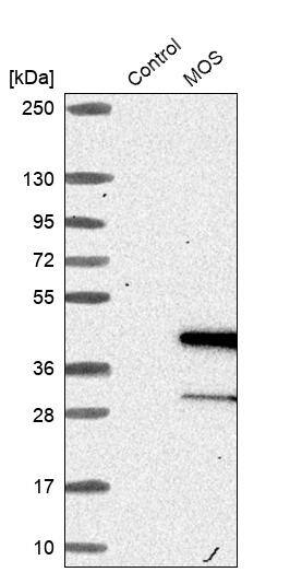 Western Blot MOS Antibody - BSA Free