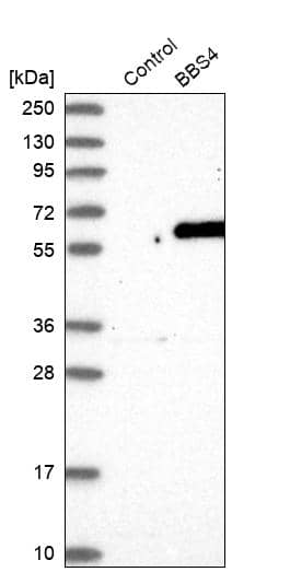Western Blot BBS4 Antibody - BSA Free