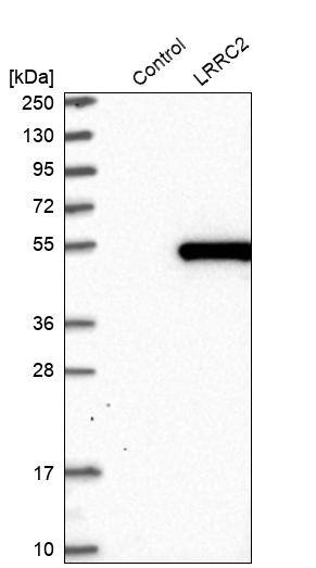 Analysis in control (vector only transfected HEK293T lysate) and LRRC2 over-expression lysate (Co-expressed with a C-terminal myc-DDK tag (~3.1 kDa) in mammalian HEK293T cells).