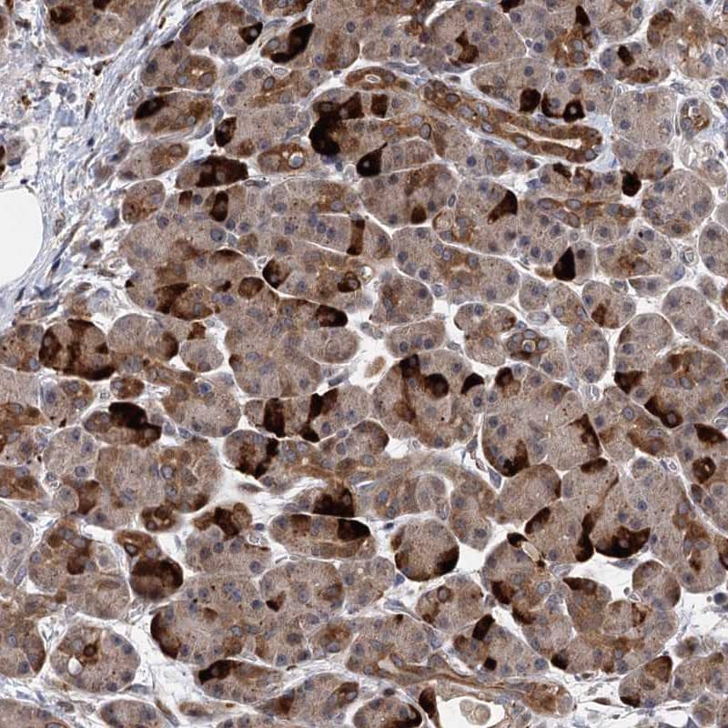 Staining of human pancreas shows strong cytoplasmmic positivity in exocrine glandular cells.