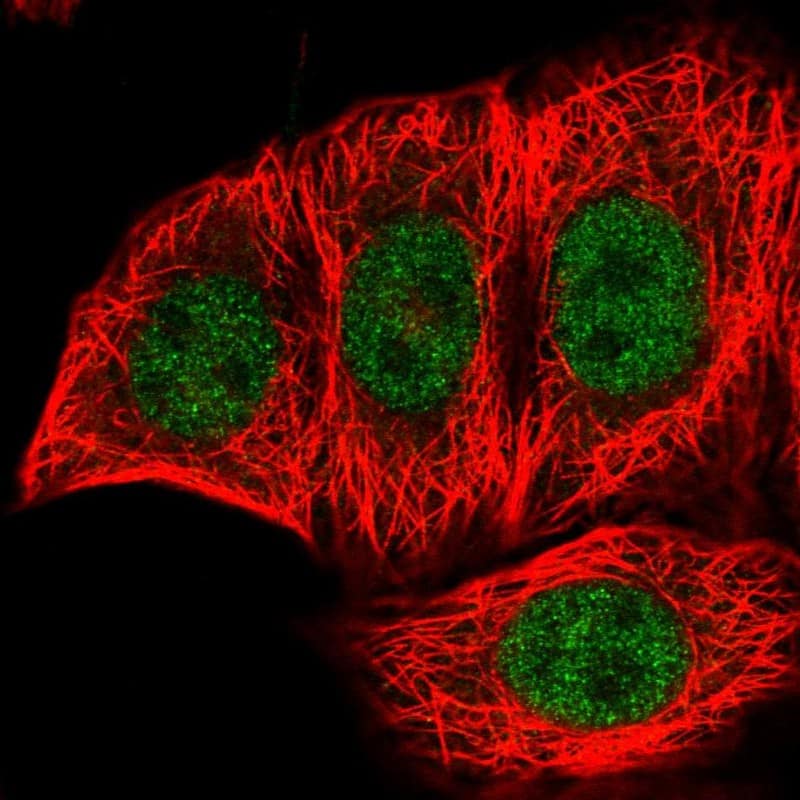 Staining of human cell line MCF7 shows localization to nucleoplasm.